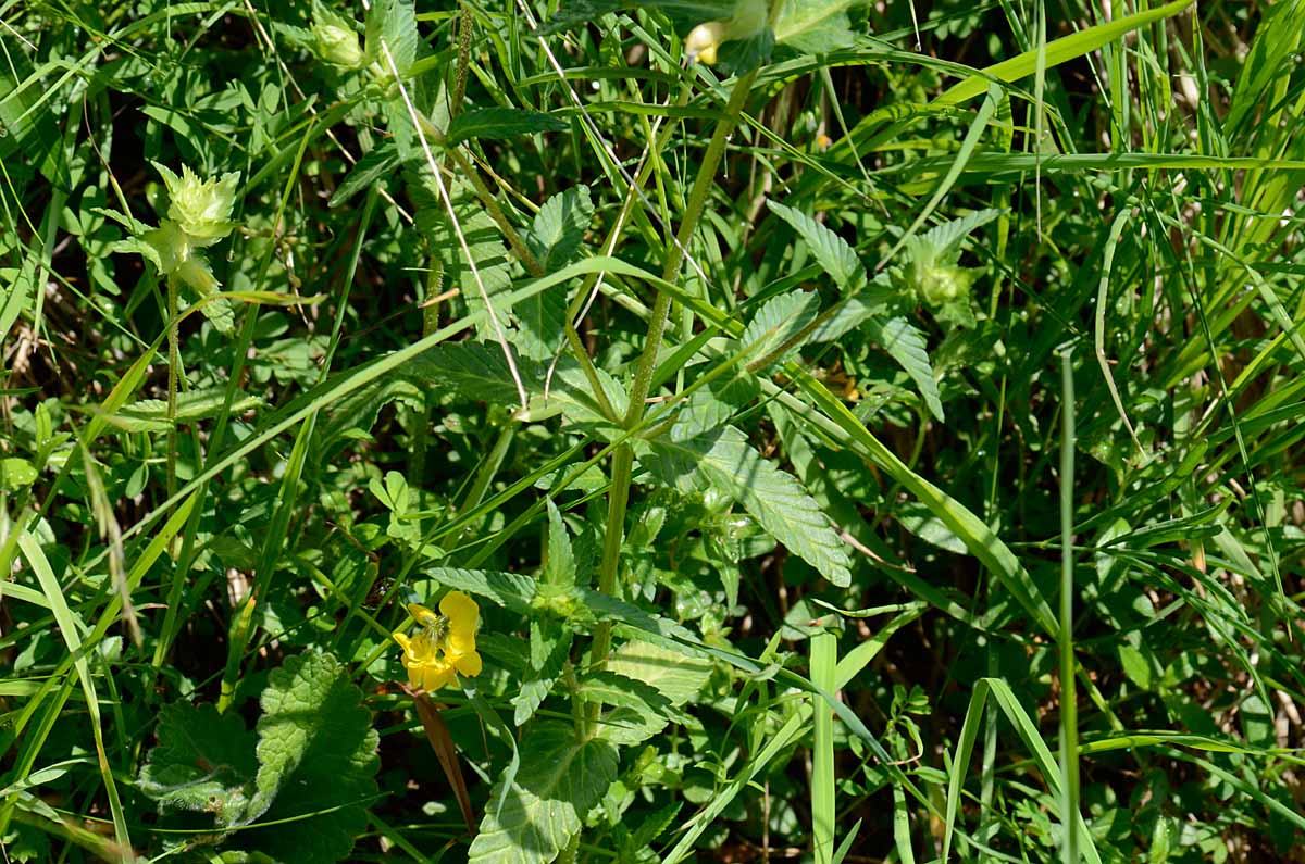 Rhinanthus alectorolophus / Cresta di gallo comune